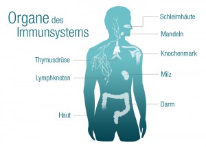 contramutan_content_immunsystem